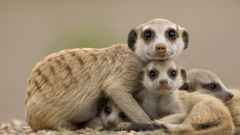 Meerkats.jpg.82253224dd433242dd3d4656b98d28c4.jpg