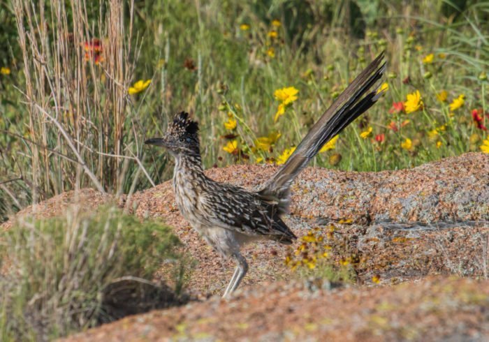 Roadrunner.jpg.297b8de29d24f32db1804efce2cc403e.jpg