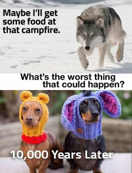 285007127_DogEvolution.jpg.52783566666024c8b4b676f1cfd07716.jpg