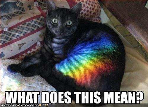 funny-pictures-of-cats-with-captions-12.jpg.22fa2d321d7d5bb6256fc41bcf08ae3f.jpg